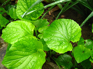 Image showing beautiful plants