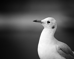 Image showing Seagull