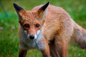 Image showing Fox