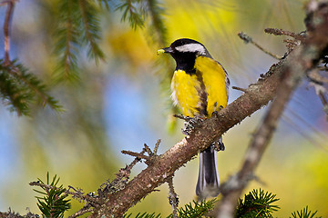 Image showing Great Tit