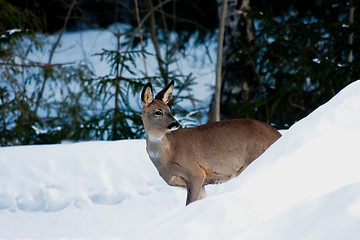 Image showing Deer in snow