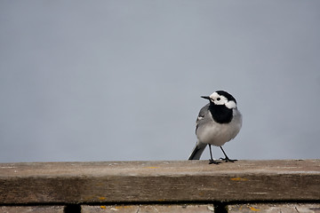 Image showing white wagtail