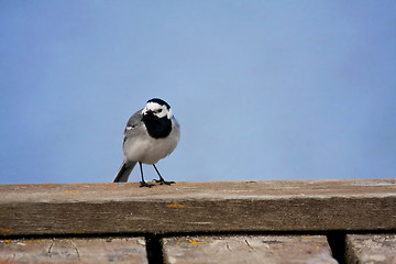 Image showing white wagtail