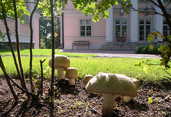 Image showing Edible mushroom in garden
