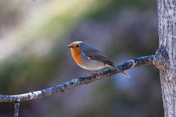 Image showing red robin