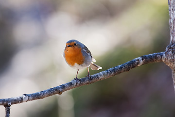 Image showing red robin