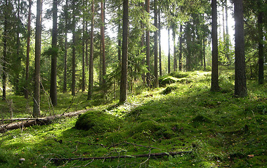 Image showing Forest in the summer