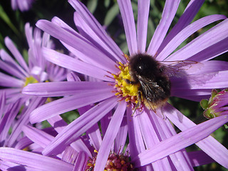 Image showing Bumblebee on a purple flower