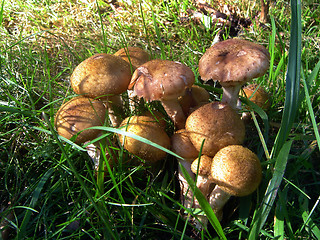 Image showing Mushroom