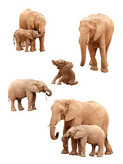 Image showing Set of Elephants Isolated