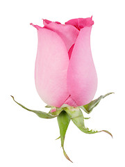 Image showing One pink rose