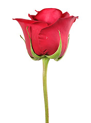 Image showing One red rose