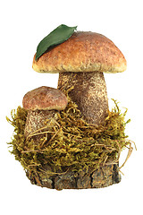Image showing Still-life of two brown mushrooms