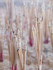 Image showing Burning incense sticks