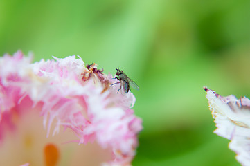 Image showing Macro flower with fly