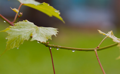 Image showing Water drops after rain