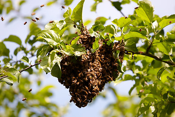 Image showing Swarm of bees