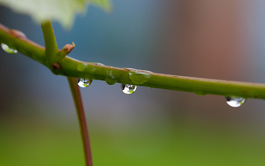 Image showing Water drops after rain