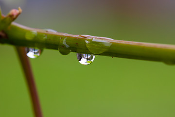 Image showing Water drops after rain