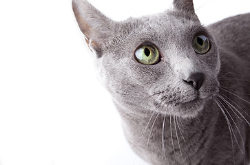 Image showing Funny Russian Blue Cat