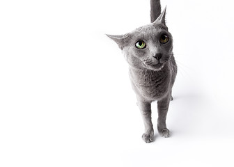 Image showing Funny Russian Blue Cat