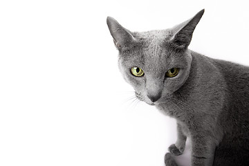 Image showing Funny Russian Blue Cat