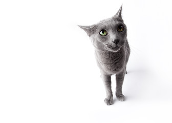 Image showing Funny Russian Blue Cat