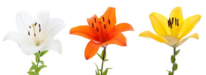 Image showing Fresh lilys