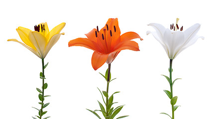 Image showing Fresh lilys