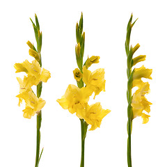 Image showing Yellow gladiolus