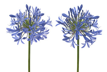 Image showing Agapanthus blooms