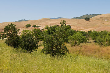 Image showing Brown hills