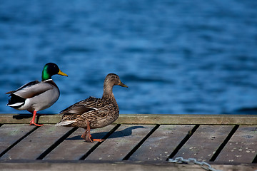 Image showing Pair of ducks