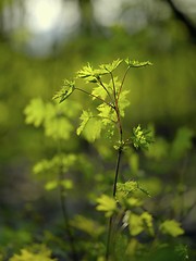 Image showing Plants