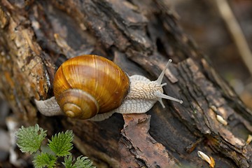 Image showing Snail