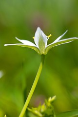 Image showing Flower