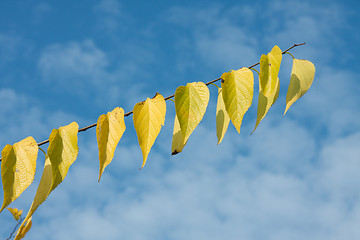 Image showing Leaves