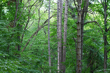 Image showing Forest