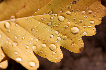 Image showing Leaf