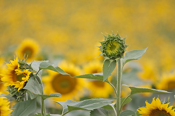 Image showing Sunflowers