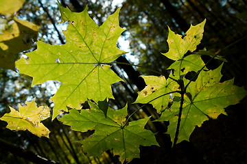 Image showing Leaves