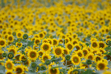 Image showing Sunflowers