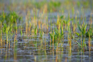 Image showing Swamp