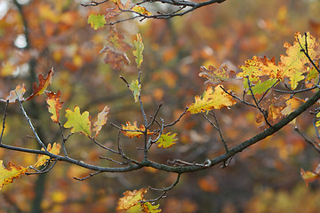 Image showing Autumn