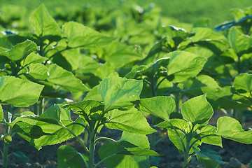 Image showing Agriculture