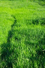 Image showing Grass