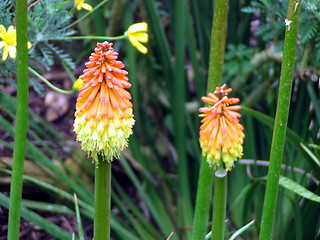 Image showing Flower plants