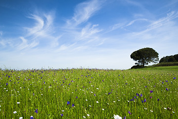 Image showing Green meadow