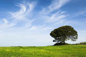 Image showing Green meadow