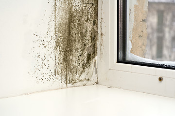 Image showing Mold